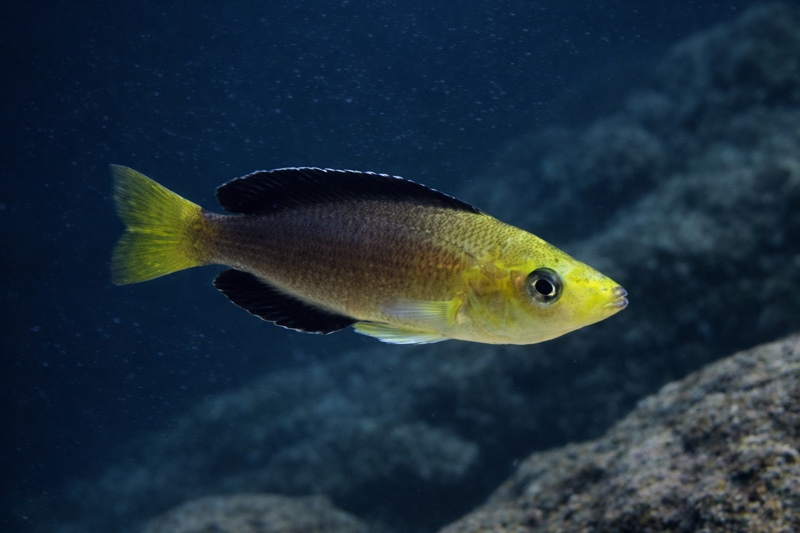 Cyprichromis sp. 'leptosoma jumbo' Kipili